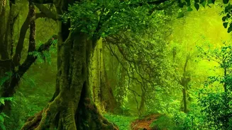 Essential Rainforest Photo Spots On Driving Trips From Bangalore To Agumbe
