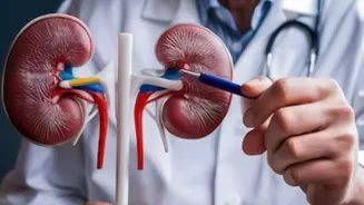 Environmental metal exposure tied to higher urologic cancer risk, finds new analysis