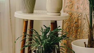 Indoor Plant Owners Should Watch For Overwatering During Humid Days
