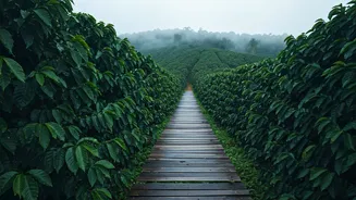 Monsoon Wanderers Are Choosing Coffee Estates