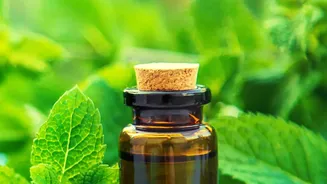 Leftover mint and coriander stems make rich zero waste herb oil infusions