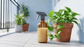 Keep Balcony Greenery Healthy And Insect Free With Natural Diluted Neem Oil Soapy Water