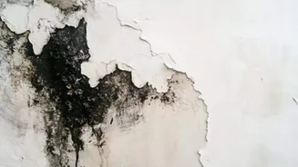 Is household mold making you sick?