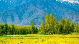How Choglamsar And Stakna Became Ladakh's New Flower Destinations