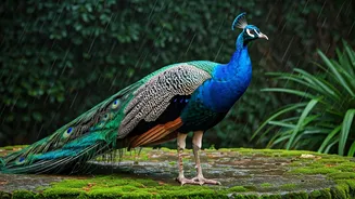 Urban Wildlife Makes Monsoon Less Gloomy, More Beautiful