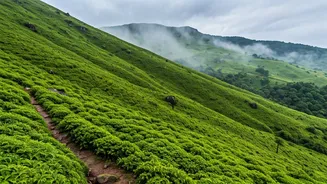 Wayanad Is Winning Families With Green Escapes