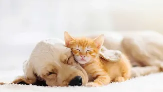 Veterinarians Share Monsoon Care Tips To Keep Pets Healthy Indoors