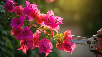 Bougainvillea Drama Needs A Pre-Monsoon Haircut