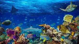 The New Ocean Iron Study Offers A Closer Look At Marine Food-Web Effects