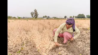 India's Soybean Production Declines Marginally Amid Drought Conditions