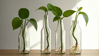 Give Empty Glass Vessels Unique Purpose Propagating Money Plants Elegantly