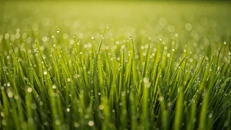 Barefoot Morning Strolls On Dewy Grass Dominate New Wellness Trends