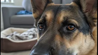 A Dog's Gut Problem May First Look Like a Personality Change