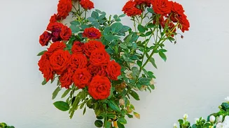 Monsoon Is The Perfect Time To Grow These Beginner-Friendly Balcony Flowers