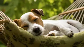 Why Sound Therapy Is Becoming A Popular Calm Technique For Thunderstorm-Anxious Pets