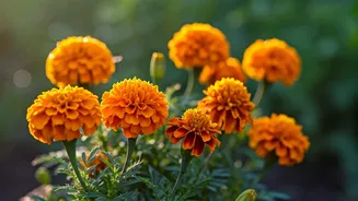 Pest-Repelling Colour? Marigolds Have It Sorted