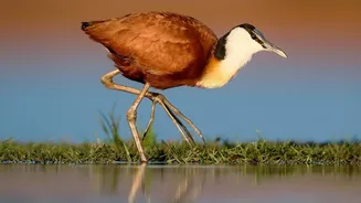 Global Bird Review Flags Declines Across African-Eurasian Migration Routes