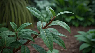 Pruning Keeps Rainy-Season Growth Under Control