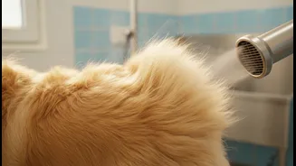 How To Safely Blow-Dry Dense Pet Fur Layers Without Inducing Heat Rashes In Monsoon Seasons