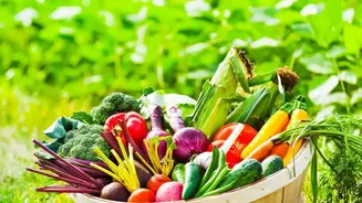 Fresh Interest in Seasonal Home Gardening Sharpens the Question of Zaid Timing