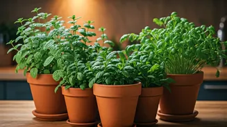How To Keep 4 Indoor Kitchen Herbs Alive This Monsoon