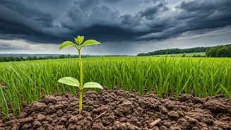 From Farms To Families: Rainfall's Ripple Effect