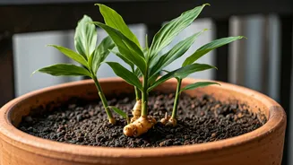 Growing Ginger (Adrak) in Pots: A Balcony Guide