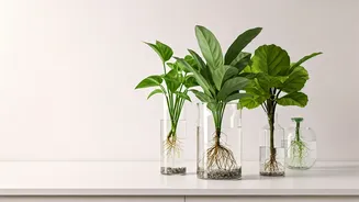 Soilless Plants Are Built For Mess-Hating Plant Lovers