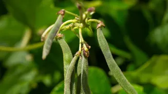 The Role of Non-Flying Animals Spreading Plants in the 186-Species Seed-Dispersal Study
