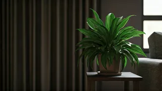 Low Light Needs Smarter Plant Placement Today