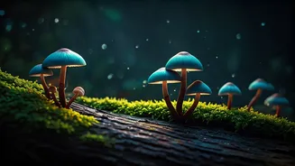 Register Online For Late Night Glowing Forest Mushroom Guided Walks