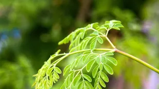Why Coriander Is Costing Up To ₹220/Kg During India's Monsoon