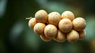 Langsat: Unveiling the Tropical Gem Packed with Nutrients and Flavor