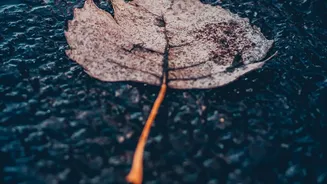 Before Travelling, Check Which Plants Can Safely Dry between Waterings