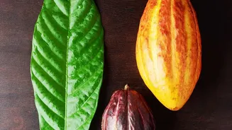How Single-Origin Cacao From South India Is Inspiring A New Wave Of Confectionery