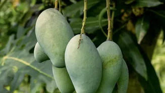 Late Mango Varieties Could Help Exporters Serve Markets After Peak Season