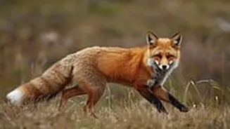 Thane: Wild Fox Falls Into Open Water Tank In Shil Area, Rescued After One-Hour Operation