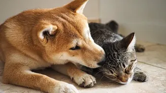 India's Pet-Care Market Makes Vet Partnerships More Relevant