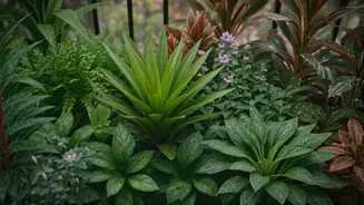 July Is Ideal For Balcony Gardening