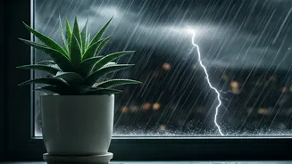 Houseplants Need Rain, But Not Full Chaos