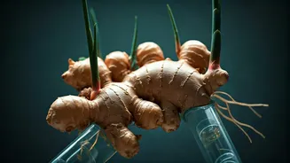 Effortless Hydroponic Ginger: Your Guide to Growing Spice Without Soil