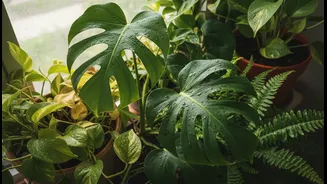 Monsoon Plant Care Needs Weekly Discipline Now