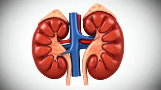 Kidney Health: Simple Tips for Your Well-being