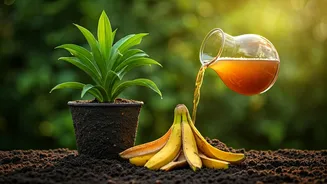 Swap Chemical Fertilizers For Natural Banana Skin Liquid Blends