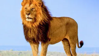 From Gir To Barda: How Asiatic Lions Are Expanding Across Gujarat