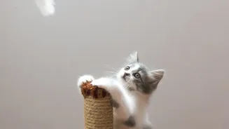 Cats Living Indoors Can Stay Engaged Through Climbing, Scratching, Hunting Games And Safe Hiding Spaces