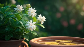 Unlock Jasmine Flower Potential Spreading Banana Peel Water Weekly