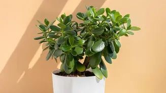 Compact Houseplants That Stay Lush During Rainy Weather With Minimal Effort
