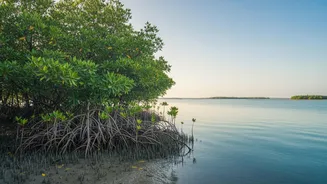 How Community Mangrove Afforestation Projects Secure Eastern Shorelines Against Escalating Storm Surge Damage