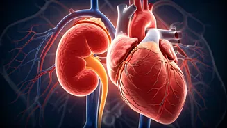 Beyond Blood Sugar: How Diabetes Silently Harms Heart and Kidneys